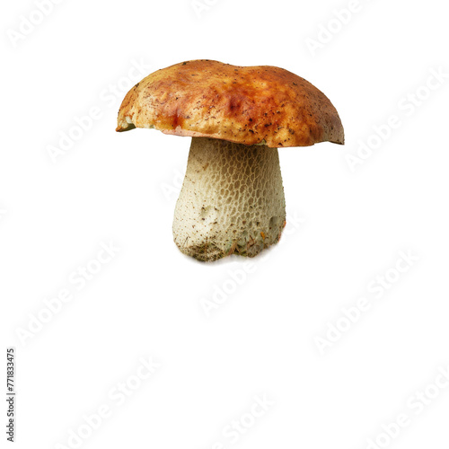 Edible mushroom in the shape of the letter T on transparent background