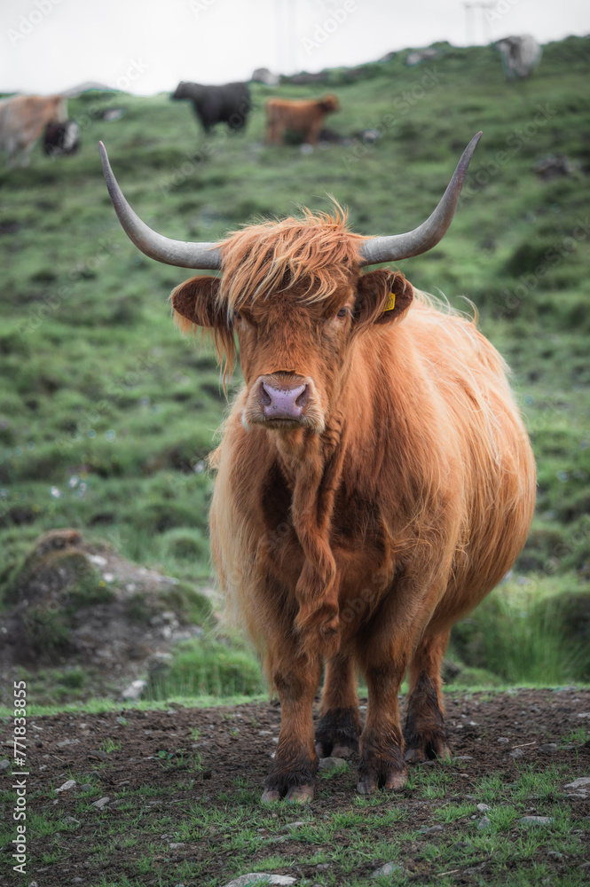 Closeup moody portrait of highland furry cow. Rural life and farming concept.vertical banner Closeup moody portrait of highland furry cow. Rural life and farming concept.vertical banner