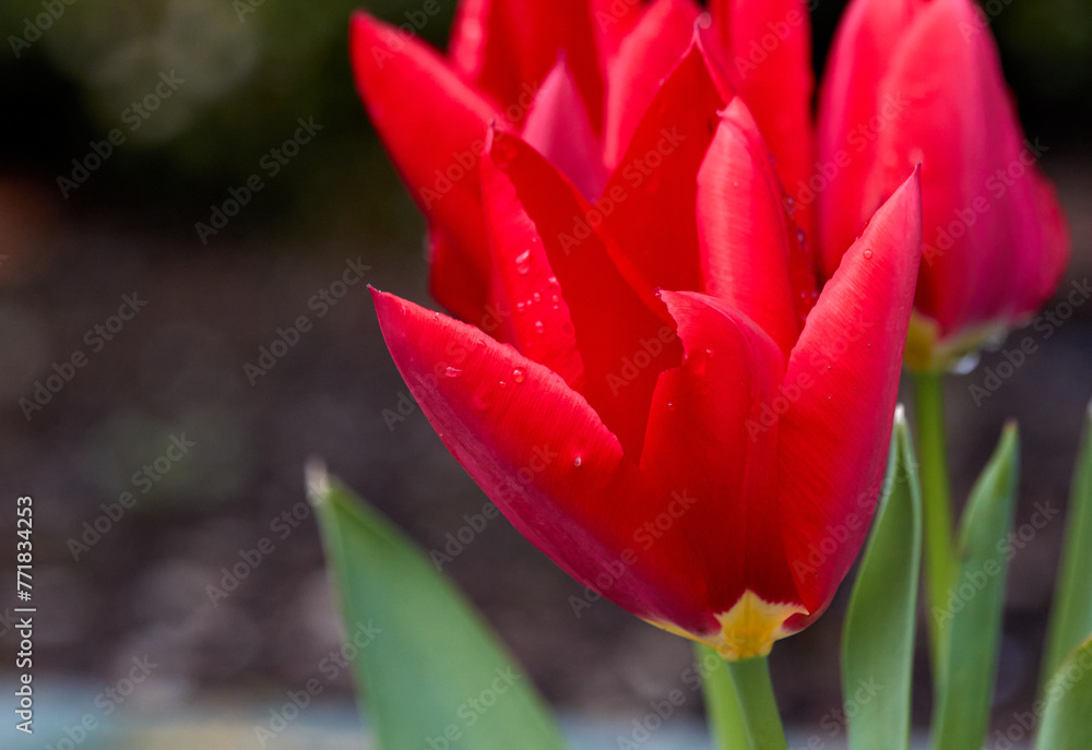 Naklejka premium Raindrops and Red Tulips