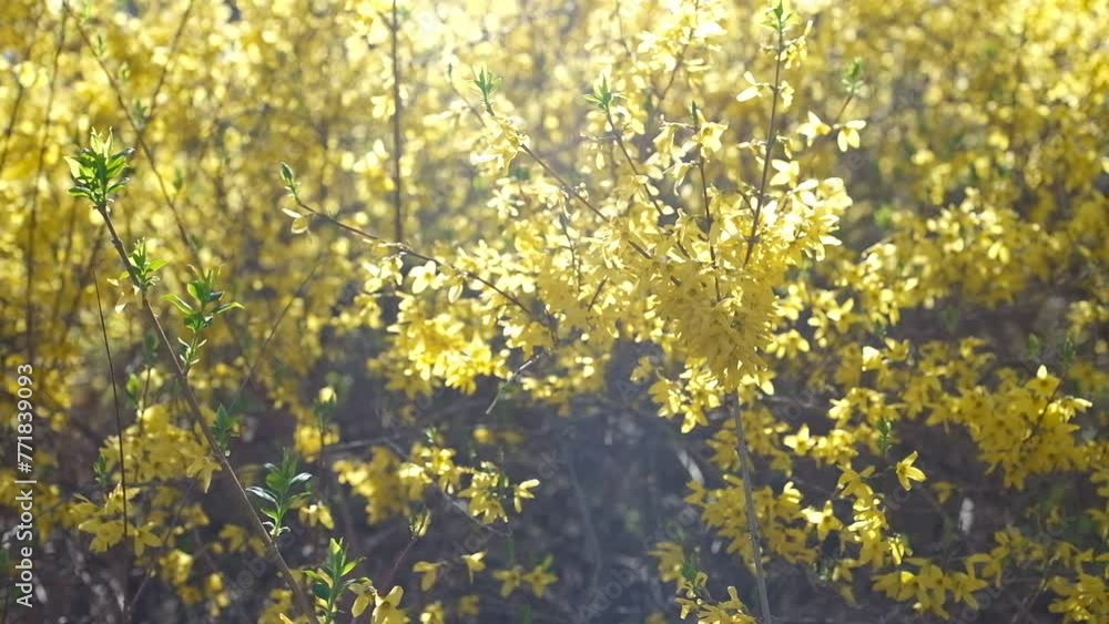 Yellow Spring Flowers Yellow Spring Flowers