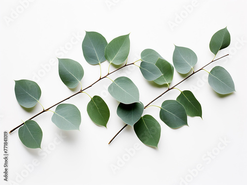 Herbarium close-up presents eucalyptus branch on white background.