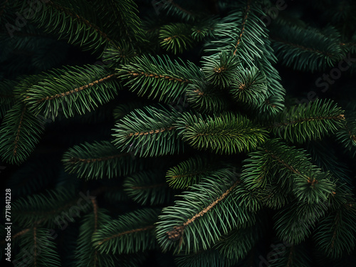 Fir trees in the forest feature fluffy branches of spruce twigs.