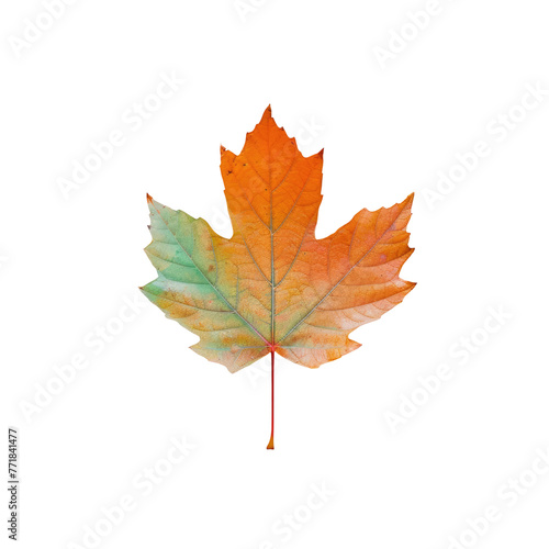 a colorful maple leaf on a transparent background