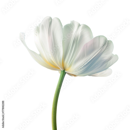 A white flower with green stem on transparent background, macro photography