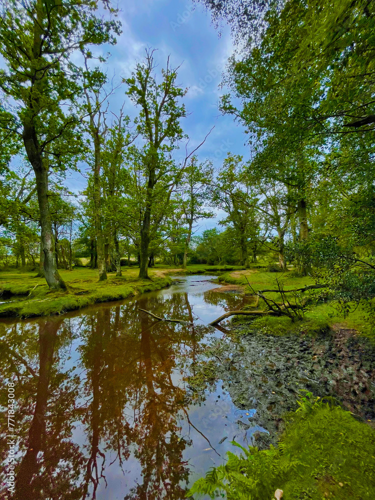 Obraz premium lake in the forest