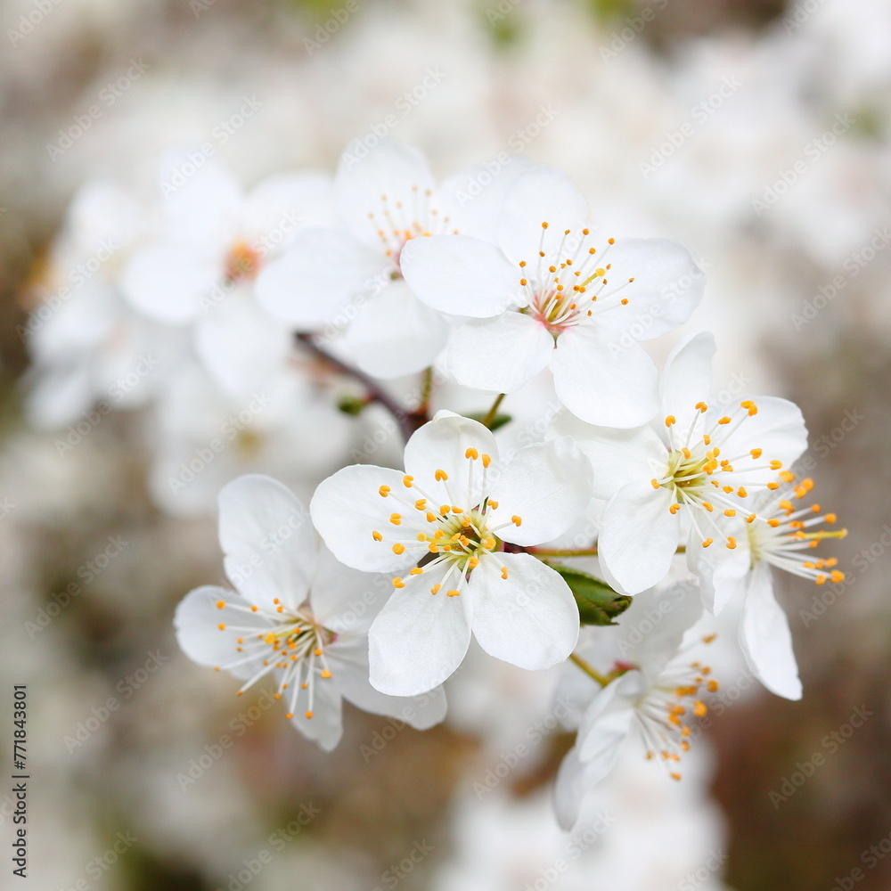 White blooming of Mirabelle plum (Prunus domestica subsp. syriaca).