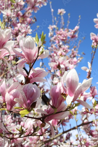 Spring magnolia on blue sky