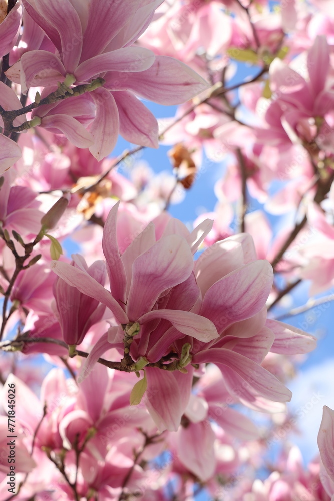Fototapeta premium Spring magnolia on blue sky