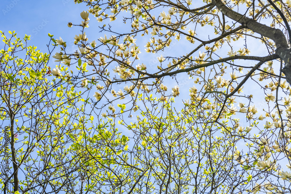 Fototapeta premium Background of yellow magnolia branches looking up