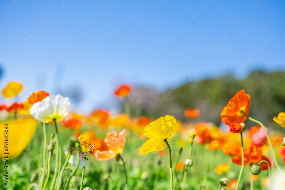 Poppies blooming in the blue sky and sunshine