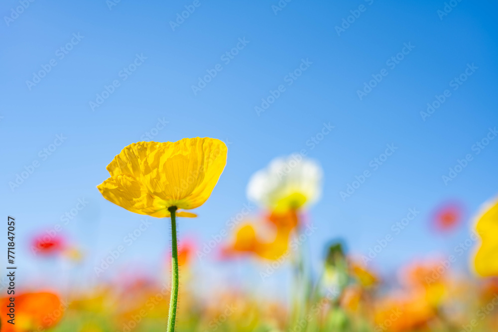 Naklejka premium Poppies blooming in the blue sky and sunshine