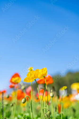 Fototapeta Naklejka Na Ścianę i Meble -  Poppies blooming in the blue sky and sunshine