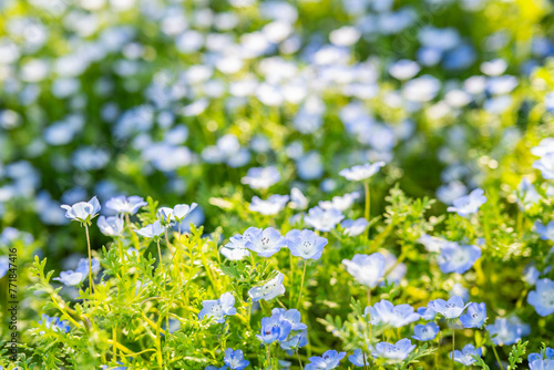 Blue butterfly flowers blooming in spring