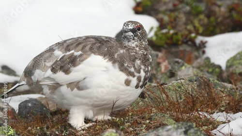 Closeup of Rock ptarmigan feeding on cold autumn day with fresh snow in the mountains of Urho Kekkonen National Park, Northern Finland photo