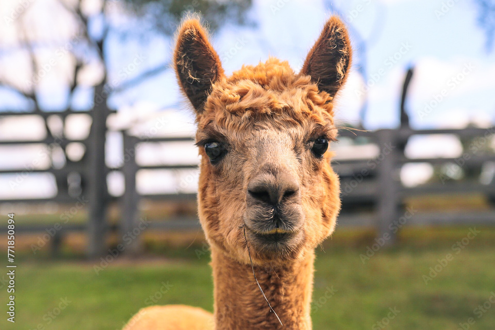 Fototapeta premium close up of a llama head