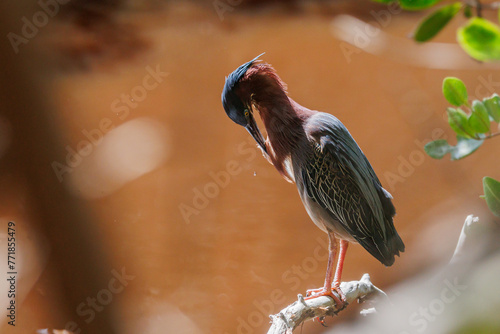 La garcita verdosa o garcita verde es una especie de ave pelecaniforme de la familia Ardeidae. ​ photo