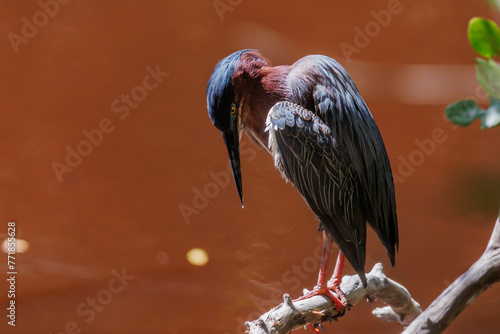 La garcita verdosa o garcita verde es una especie de ave pelecaniforme de la familia Ardeidae. ​ photo