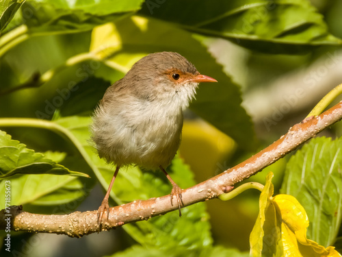 Superb Fairywren in New South Wales Australia photo