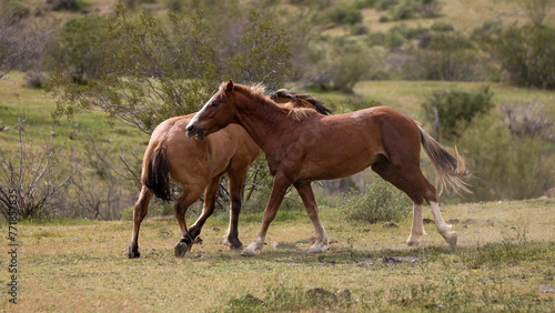 Tan buckskin and bay wild horse stallions running while fighting in the springtime desert in the Salt River wild horse management area near Mesa Arizona United States