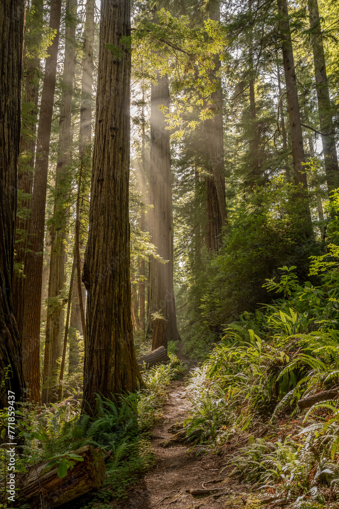 Fototapeta premium Sunburst Shines Around Giant Redwood Tree