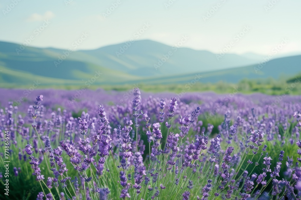 mountain landscape with lavender.  space for text or advertising