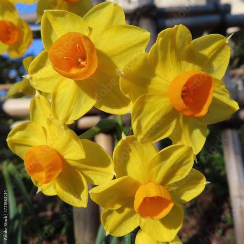 早春にスイセンが黄色い花を咲かせています