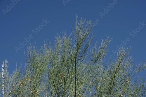 Palo verde desert museum tree and blue sky