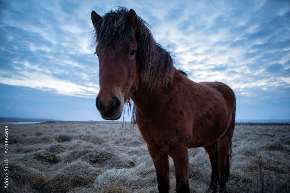 Obraz premium Icelandic horse