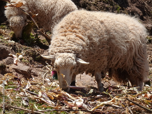 [Peru] Sheeps eating grass in Taquile Island (Puno)
