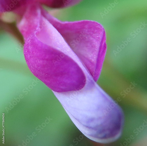 秋にヤマハギが紫の花を咲かせています photo