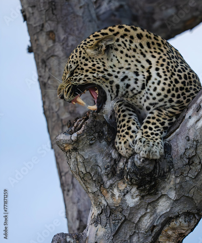 leopard in the tree