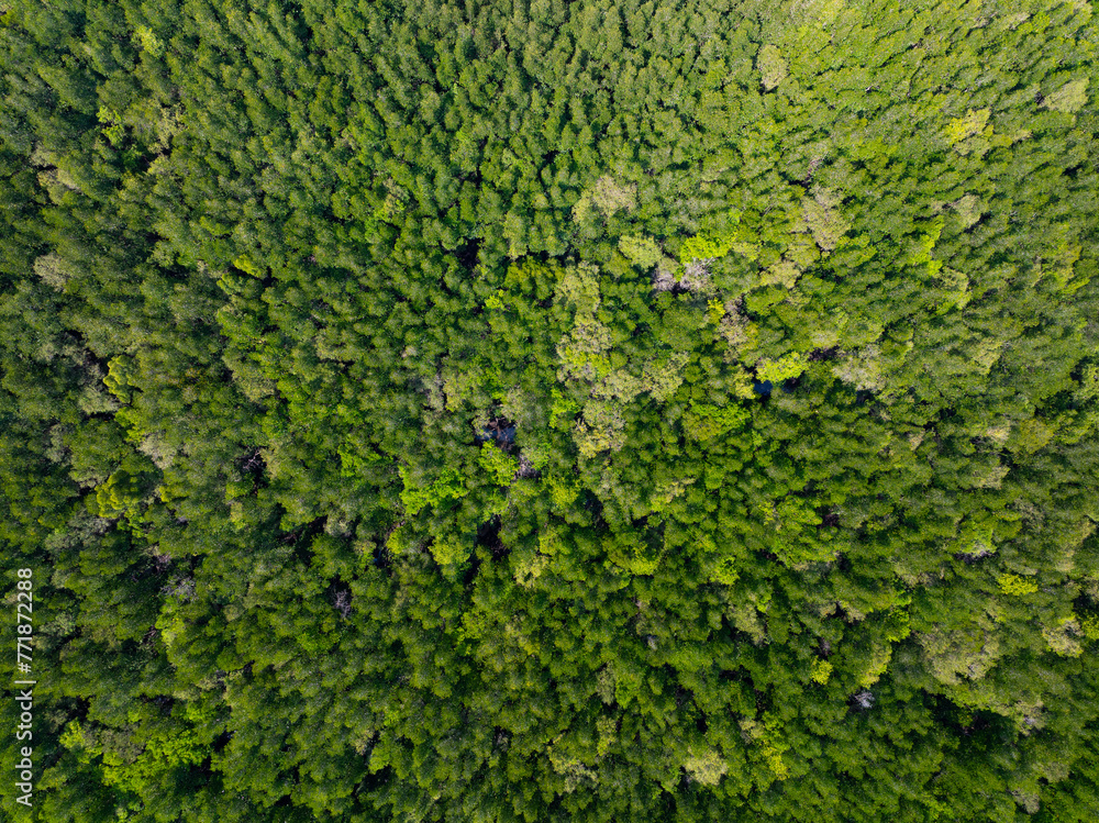 Amazing abundant mangrove forest, Aerial view of forest trees Rainforest ecosystem and healthy environment background, Texture of green trees forest top down, High angle view Amazing abundant mangrove forest, Aerial view of forest trees Rainforest ecosystem and healthy environment background, Texture of green trees forest top down, High angle view