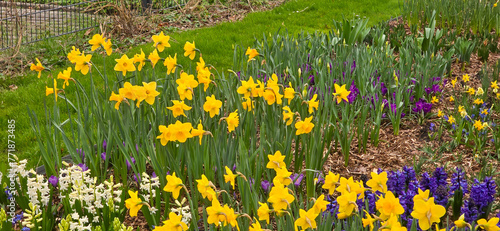 Sprouted spring flowers daffodils in early spring garden