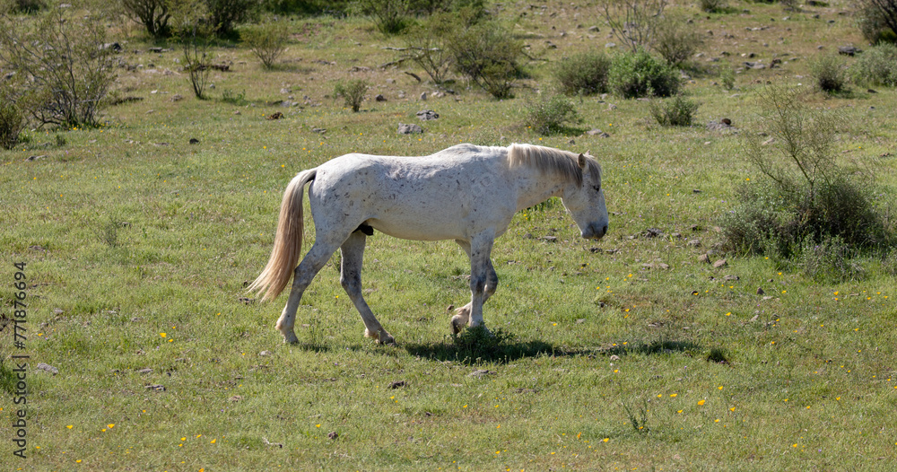 Fototapeta premium White stallion wild horse walking in the Salt River wild horse management area near Mesa Arizona United States