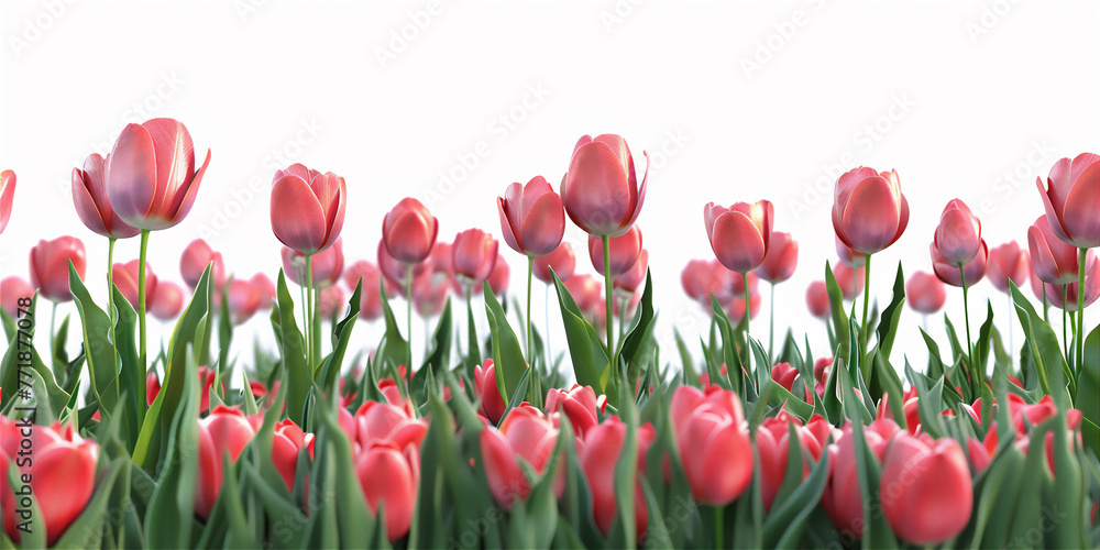 pink Colorful Tulip flowers blossom in summer sunset isolated on white background