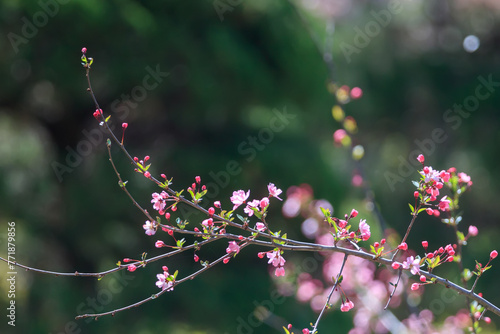 The pink flowers are in full bloom on the Hall crab apple tree. photo