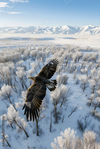 Eagle Over Frosty Kazakhstan Landscape: A Glimpse into Winter Wilderness