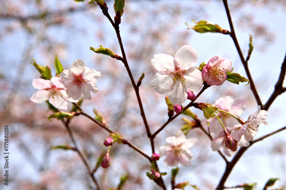 樹木公園の大漁桜