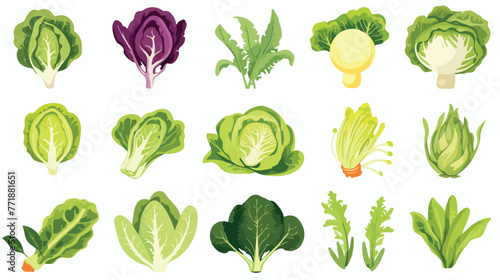 Lettuce salads leafy vegetables. Cauliflower and ar