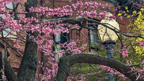 Mixed bouquet of flowering plants bring bright colors to the neighborhood. Spring!