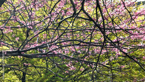 Wallpaper Mural Mixed bouquet of flowering plants bring bright colors to the neighborhood. Spring! Torontodigital.ca