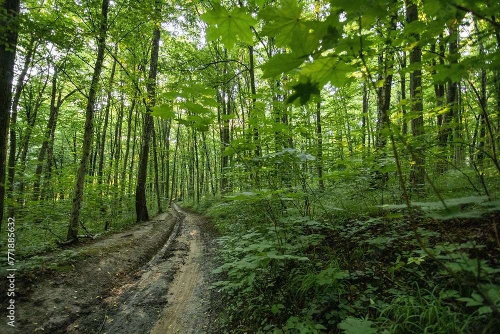 Obraz premium outdoor recreation, forest, fresh air