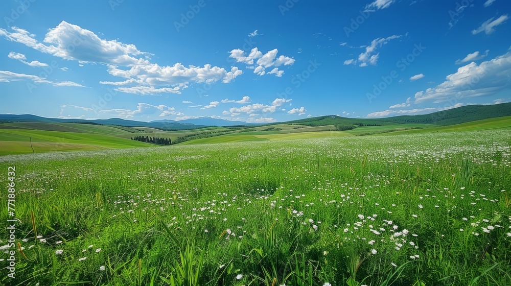 Beautiful spring landscape with meadow flowers and daisies in the grass. Natural summer panorama. Beautiful spring landscape with meadow flowers and daisies in the grass. Natural summer panorama.