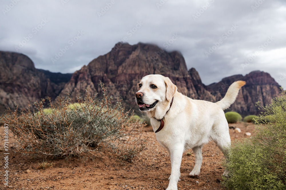 Labrador retriever dog walking in colorful desert of Southern Nevada near Las Vegas, USA