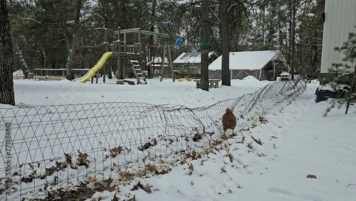 Single hen standing on snow in wire tunnel and passing through it walking into outdoor enclosure from chicken coop. photo