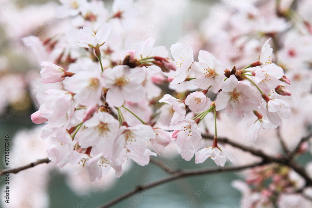 Obraz premium 桜咲く