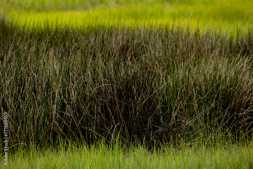 Smooth Cordgrass Dropseeds in Carolina Beach photo