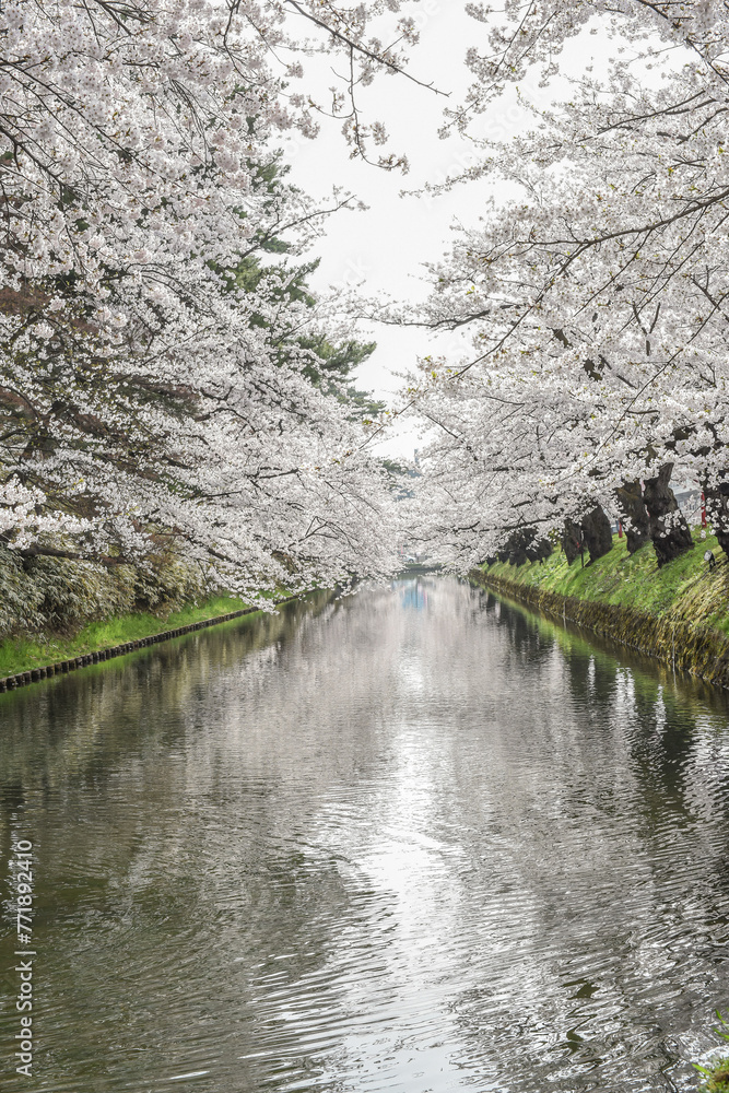 Landscape View Of Cherry Blossoms (Sakura) At Hirosaki Castle Park, Aomori, Japan Landscape View Of Cherry Blossoms (Sakura) At Hirosaki Castle Park, Aomori, Japan