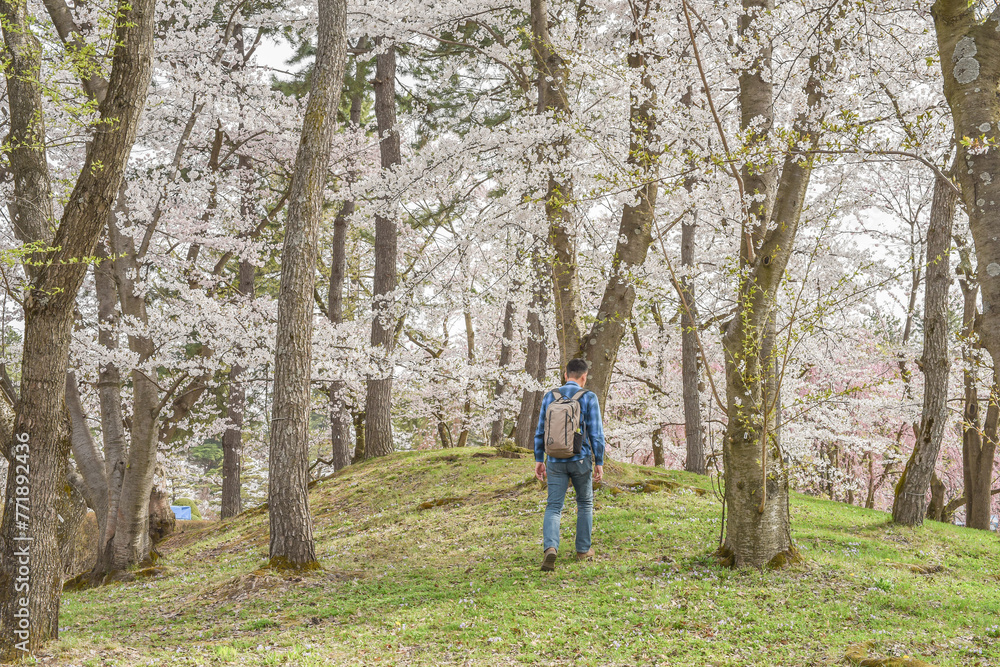 Landscape View Of Cherry Blossoms (Sakura) At Hirosaki Castle Park, Aomori, Japan Landscape View Of Cherry Blossoms (Sakura) At Hirosaki Castle Park, Aomori, Japan