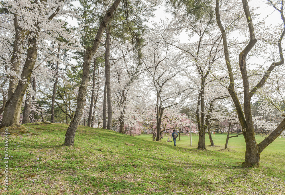 Landscape View Of Cherry Blossoms (Sakura) At Hirosaki Castle Park, Aomori, Japan Landscape View Of Cherry Blossoms (Sakura) At Hirosaki Castle Park, Aomori, Japan